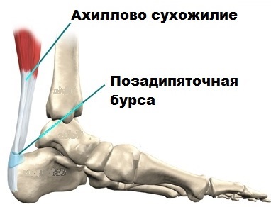 Сухожилия Человека Фото